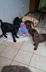 Blonde, chocoladebruine en zwarte Labrador pups, Dieren en Toebehoren, België, CDV (hondenziekte), 8 tot 15 weken, Labrador retriever