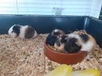 Ch teddy cavia's, Dieren en Toebehoren, Knaagdieren, Cavia, Tam