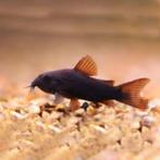 Corydora black venesuela, Dieren en Toebehoren, Vis, Zoetwatervis