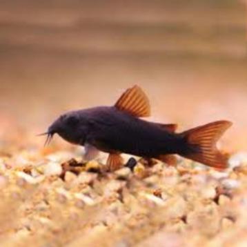 Corydora black venesuela beschikbaar voor biedingen