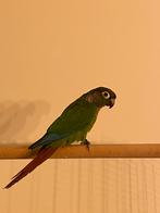 4 pyrhurra jongen 2025, Dieren en Toebehoren, Vogels | Parkieten en Papegaaien, Geslacht onbekend