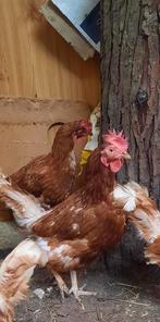 Legkippen, Dieren en Toebehoren, Pluimvee