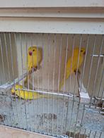 Halsbanden geel 70 euro stuk, Dieren en Toebehoren, Vogels | Parkieten en Papegaaien, Geslacht onbekend