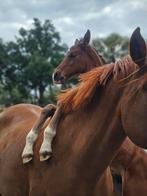 Getalenteerd hengstenveulen van Utamaro D'Ecaussines, Dieren en Toebehoren, Paarden