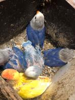 Baby dwergpapegaai colli en fischeries, Dieren en Toebehoren, Vogels | Parkieten en Papegaaien