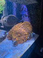 Koraal / Koralen Zeeaquarium