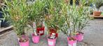Nerium Oleander aan promo prijzen, Tuin en Terras, Planten | Tuinplanten, Ophalen