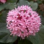 Clerodendrum bungei, pindakaasboom., Tuin en Terras, Planten | Struiken en Hagen, Ophalen, Struik