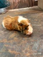 Cavia vrouwtje, Dieren en Toebehoren, Knaagdieren, December, Vrouwelijk, Cavia