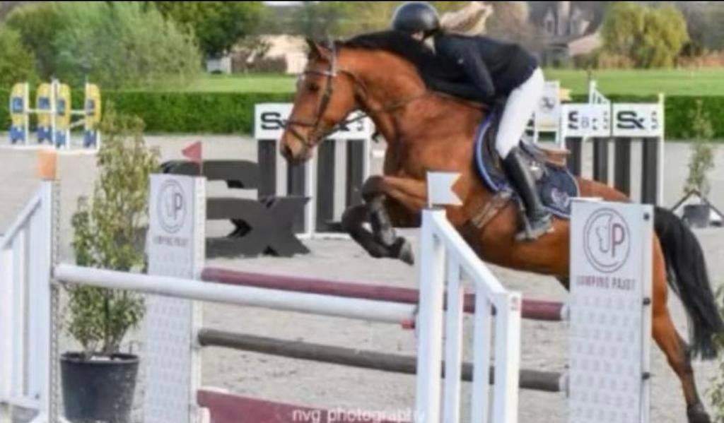 ruin (2010), Dieren en Toebehoren, Ruin, Z