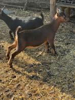 Donkerbruin geitenlam bokje 3 maanden, Dieren en Toebehoren, Mannelijk, Geit, 0 tot 2 jaar