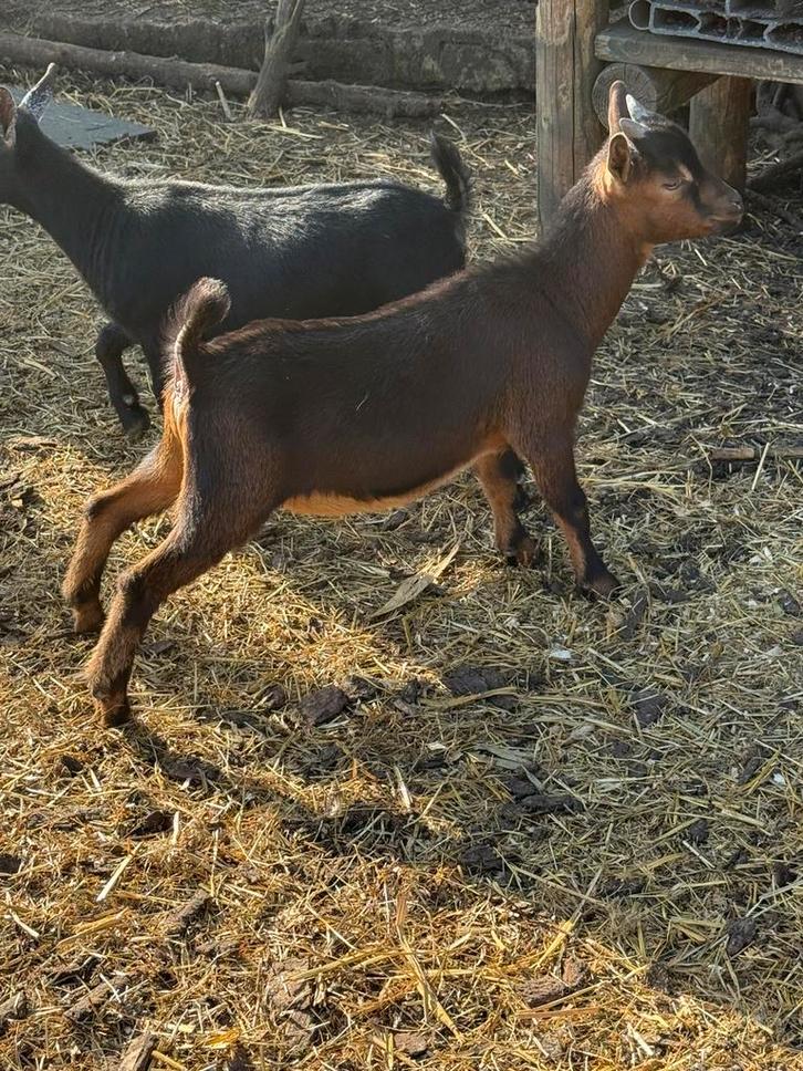 Donkerbruin geitenlam bokje 3 maanden, Dieren en Toebehoren, Schapen, Geiten en Varkens, Geit, Mannelijk, 0 tot 2 jaar