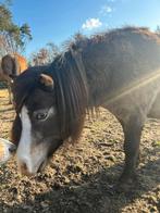 Shetland - pony - ruin, Dieren en Toebehoren, Ruin