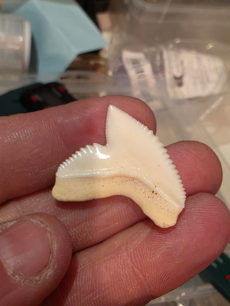 Très grande dent de cuvier galéocerdo (requin-tigre) de 2,8, Collections, Minéraux & Fossiles, Enlèvement ou Envoi, Fossile