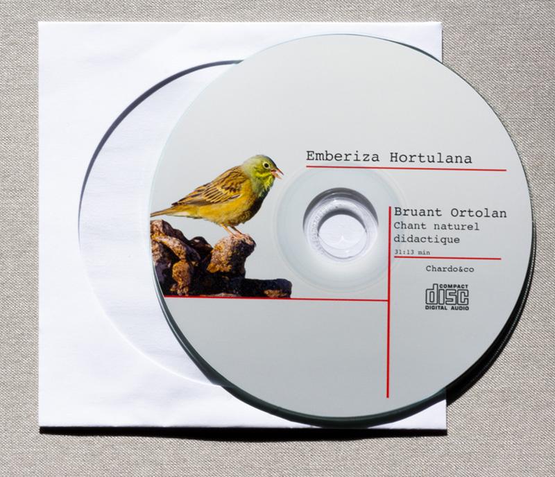 Ortolan, Dieren en Toebehoren, Vogels | Overige Vogels, Meerdere dieren, Wildzangvogel, Geringd