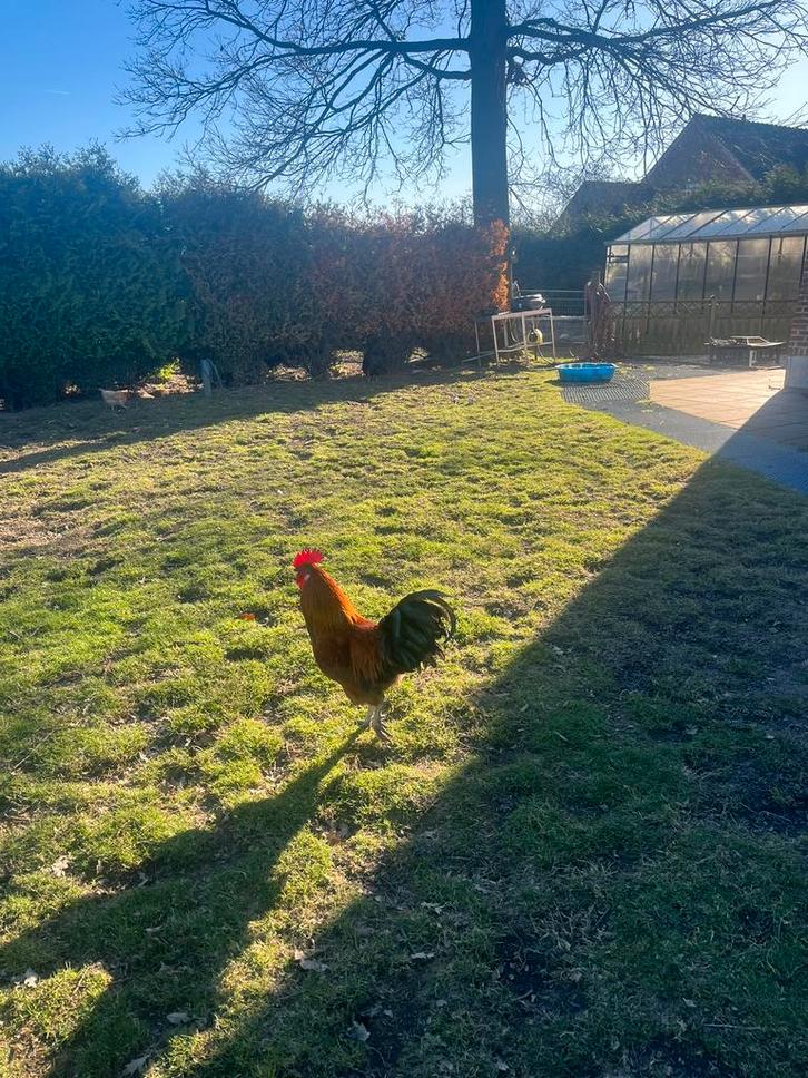 Diverse hanen / lees advertentie, Dieren en Toebehoren, Pluimvee