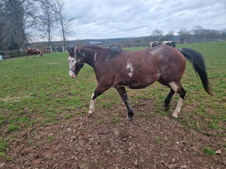 jument paint pleine, Dieren en Toebehoren, Paarden en Pony's | Dekhengsten en Fokmerries, Merrie