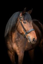 Weide, wandel-, ethologie paard te koop, Met stamboom, Ruin, Zadelmak, 170 tot 175 cm