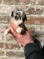 Jack Russel puppy'tjes, Dieren en Toebehoren, België, Fokker | Hobbymatig, Jack Russell Terriër, 8 tot 15 weken