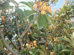 Bombes Loquat (Hardy) par plante pour 5 euros, Jardin & Terrasse, Plantes | Jardin, Enlèvement