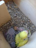 Grasparkieten voor handopfok, Dieren en Toebehoren