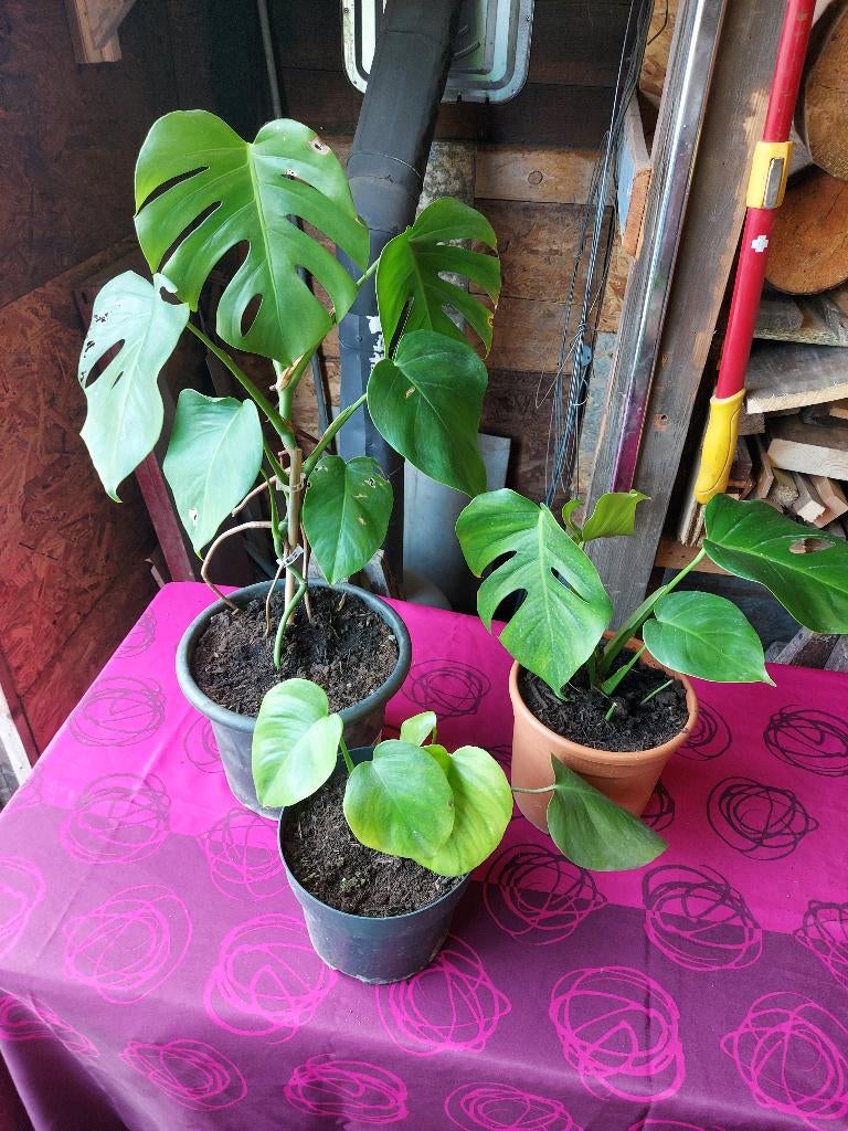 Philodendron, Maison & Meubles, Plantes d'intérieur, Autres espèces, En pot, Moins de 100 cm, Enlèvement
