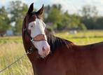 Bijna 5j quarter ruin, Animaux & Accessoires, Chevaux, Hongre