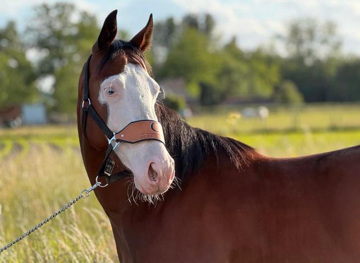 Bijna 5j quarter ruin, Dieren en Toebehoren, Paarden, Ruin