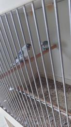 Koppel split blauw man en bonte blackface grijs, Dieren en Toebehoren, Vogels | Parkieten en Papegaaien