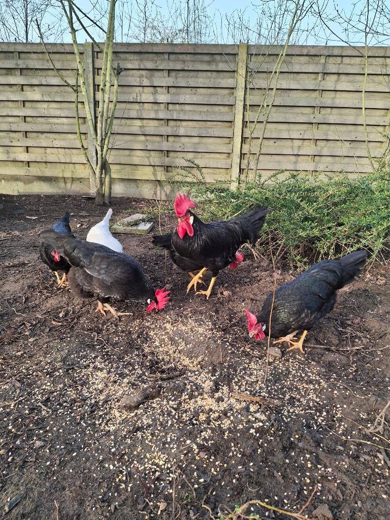 Verse broedeieren leghorn zwart, Dieren en Toebehoren, Pluimvee, Geslacht onbekend, Kip