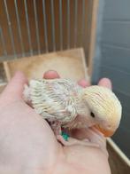 Agapornis roseicollie baby handtam creme kleur, Dieren en Toebehoren