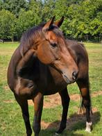 12 jarige ruin, Animaux & Accessoires, Chevaux, Jument