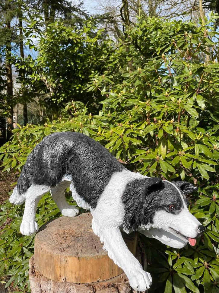 Statue Border Collie (jardin), chien, jardin, chenil 60 cm, Jardin & Terrasse, Statues de jardin, Neuf, Animal, Synthétique, Enlèvement