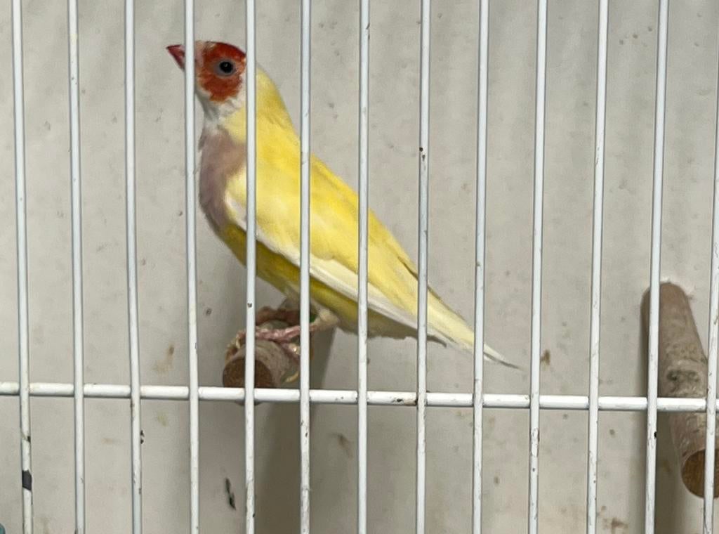 Geel rk/pb Popje van 23