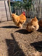 Orpingthon haan, Mannelijk, Kip