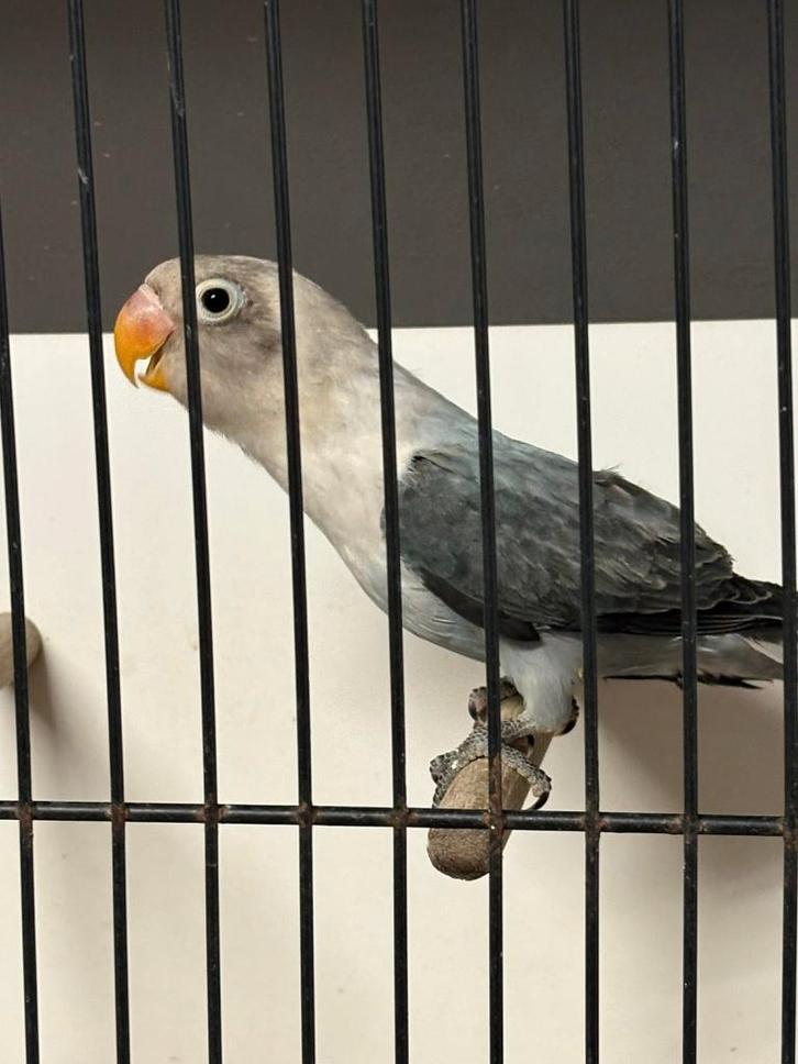 agapornide fischerie 2026, Dieren en Toebehoren, Vogels | Parkieten en Papegaaien, Dwergpapegaai of Agapornis, Vrouwelijk, Geringd