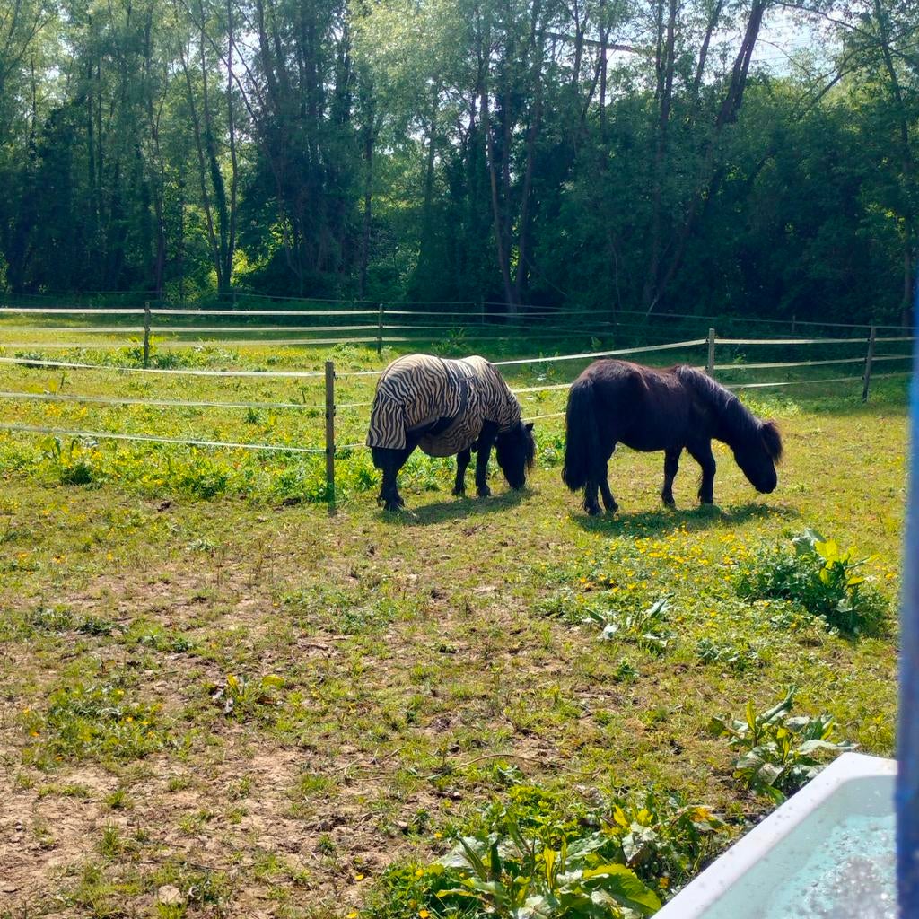 Nieuwe thuis gezocht voor 2 ponytjes (moeder en dochter ), Dieren en Toebehoren, Stalling en Weidegang, Weidegang