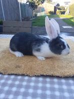 Duites reus vrouwtjes 8weken oud 25€, Dieren en Toebehoren