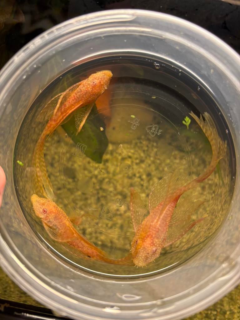 Per 3 Longfin albino ancistrus halfwas (geslacht niet zeker), Dieren en Toebehoren, Vissen | Aquariumvissen, Vis, Zoetwatervis