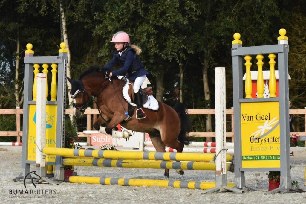 Welsh A Schoolmaster, Dieren en Toebehoren, Merrie, Met stamboom, M, B pony (1.17m tot 1.27m)