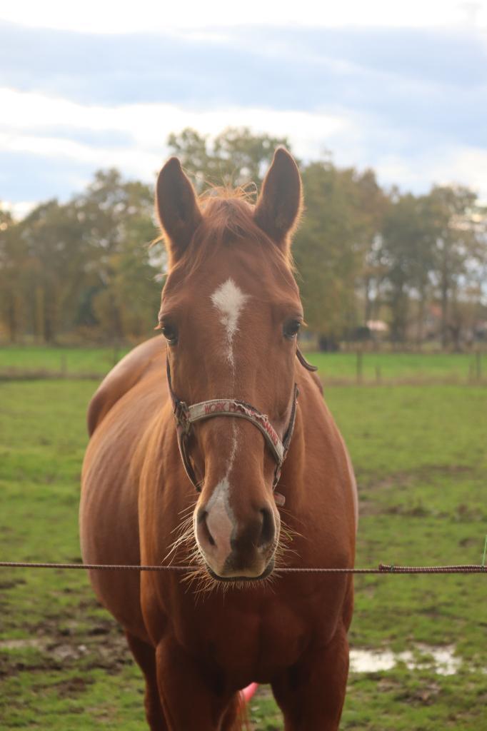 Quality, Animaux & Accessoires, Chevaux, Hongre, Ne s'applique pas, 175 cm ou plus, 11 ans ou plus, Cheval de récréation, Avec pedigree