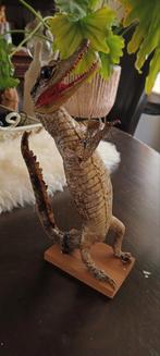 Taxidermie opgezet dier, Ophalen of Verzenden, Opgezet dier