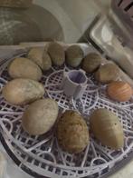 Pots hollandais à œufs à éclore, Animaux & Accessoires, Sexe inconnu, Canard