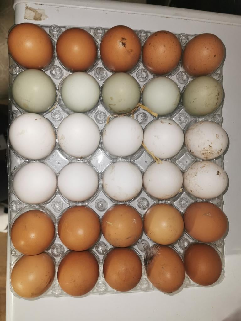 ŒUFS BIO DE QUALITÉ, Divers, Produits alimentaires