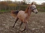D pony merrie Roan, Dieren en Toebehoren, Pony's, Merrie, M