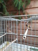 distelvink man 2025, Dieren en Toebehoren, Vogels | Overige Vogels, Mannelijk, Wildzangvogel, Geringd