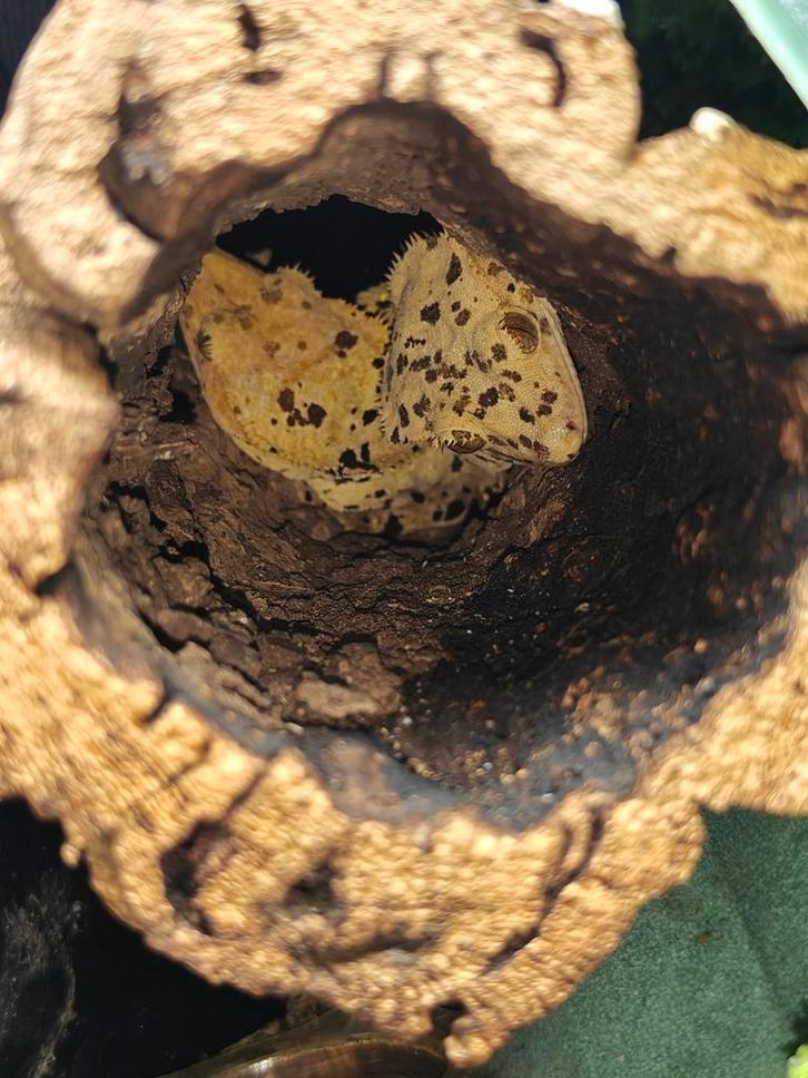 Wimpergecko koppel Dalmatiër 1.0, Animaux & Accessoires, Reptiles & Amphibiens, 3 à 6 ans