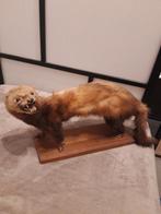 Animal empaillé, Collections, Enlèvement, Utilisé, Animal sauvage, Animal empaillé