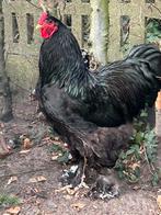 Broedeieren Brahma Groothoenders 2€ perei, Dieren en Toebehoren, Pluimvee, Meerdere dieren, Kip