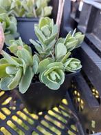 Sedum / Hemelsleutel P9, Tuin en Terras, Ophalen, Zomer, Vaste plant